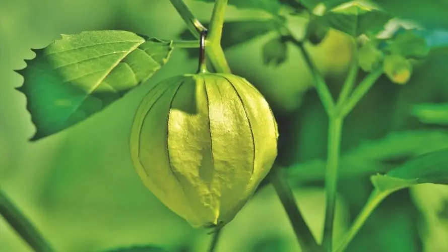 养老公寓-中老年人糖友必知保健品：灯笼草