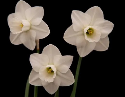 尘螨是过敏“罪魁祸首”